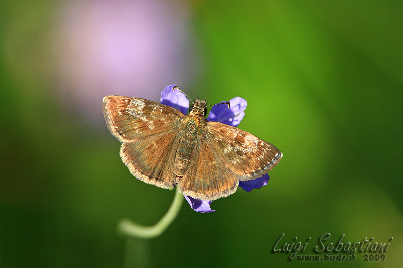 Erynnis tages